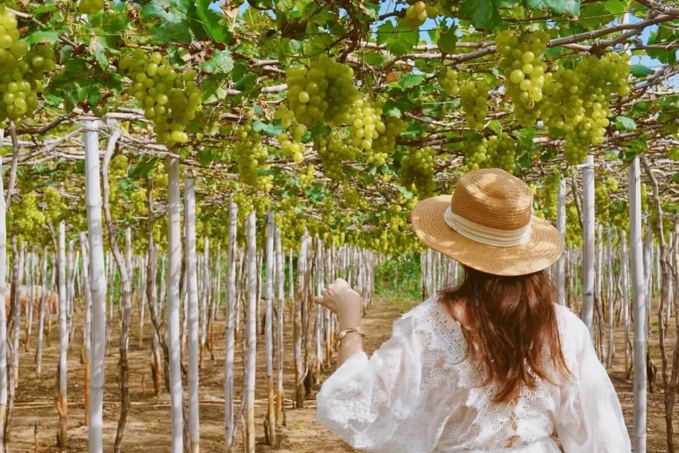 Recente reiservaringen in de wijngaarden van Ninh Thuan.