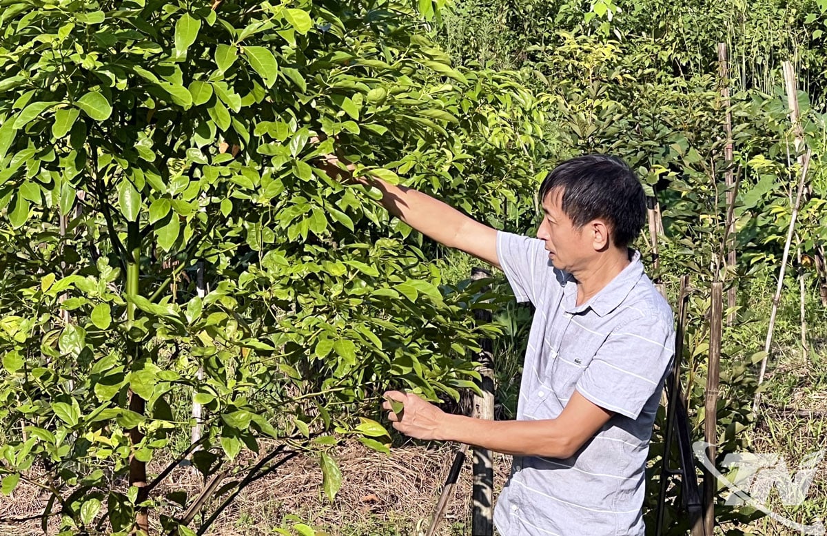 Mr. Hoang Van Thai, in group 4, Quyet Thang ward, takes care of his family's medicinal plant garden.