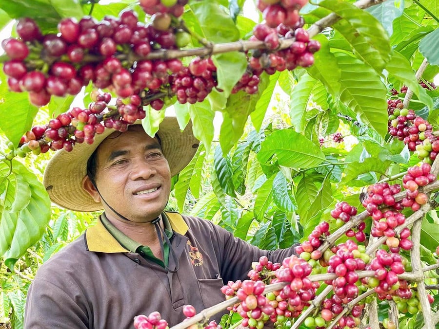 Cà phê là mặt hàng xuất khẩu chủ lực, hiện chiếm khoảng 35% kim ngạch xuất khẩu của Gia Lai. Ảnh: Vũ Thảo