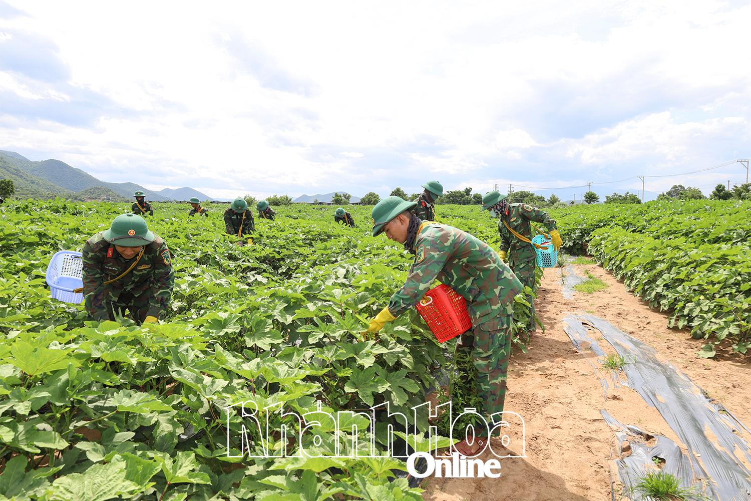 មន្ត្រី និង​ទាហាន​ច្រូត​ដើម​ក្រញូង។