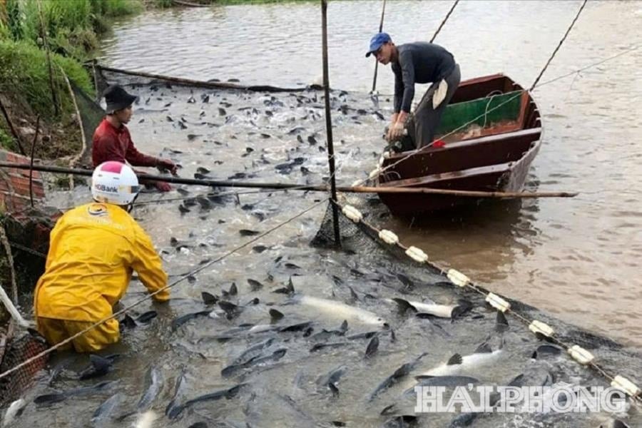 រូបថតបោះពុម្ព៖ ប្រជាជនឃុំគៀនហាយប្រមូលផលជលផល។