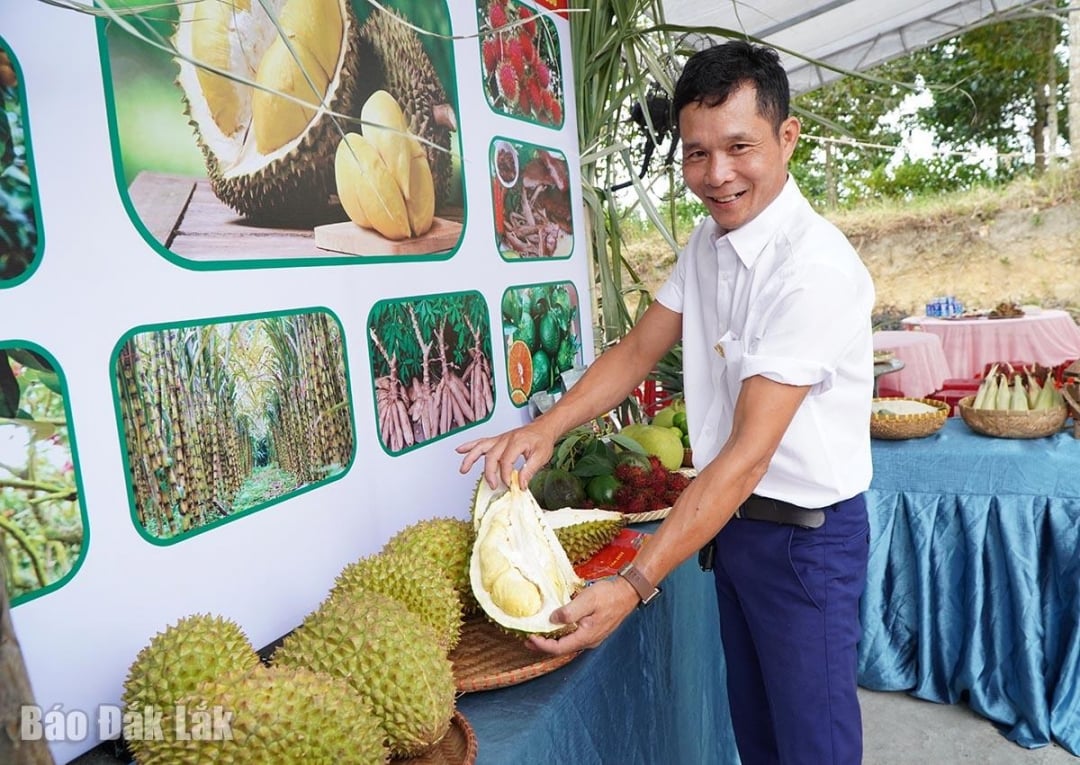 ទុរេន​នៅ​ឃុំ Ea Ba និង Song Hinh នឹង​ចូល​ដល់​រដូវ​ប្រមូល​ផល​ជា​ផ្លូវ​ការ​នៅ​អំឡុង​ខែ​តុលា។