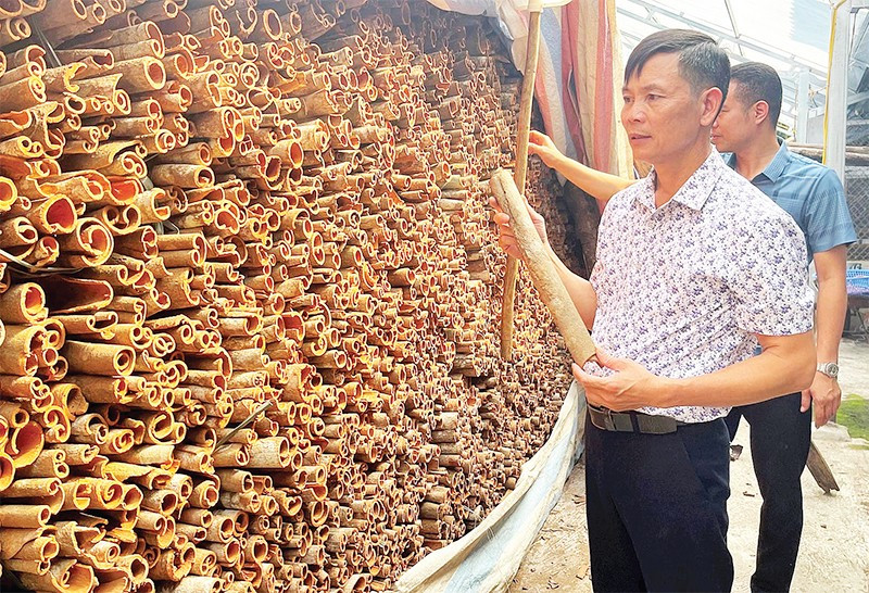 លោក Tran Van Chang ជាមួយនឹងផលិតផល cinnamon សរីរាង្គ រួចរាល់សម្រាប់លក់។
