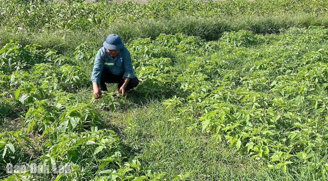 ពូជ​ល្ង​ជប៉ុន​ដែល​ស័ក្តិសម​នឹង​ស្ថានភាព​ដី​កំពុង​លូតលាស់​ល្អ​នៅ​វាលស្រែ​ក្នុង​វួដ Dong Hoa។