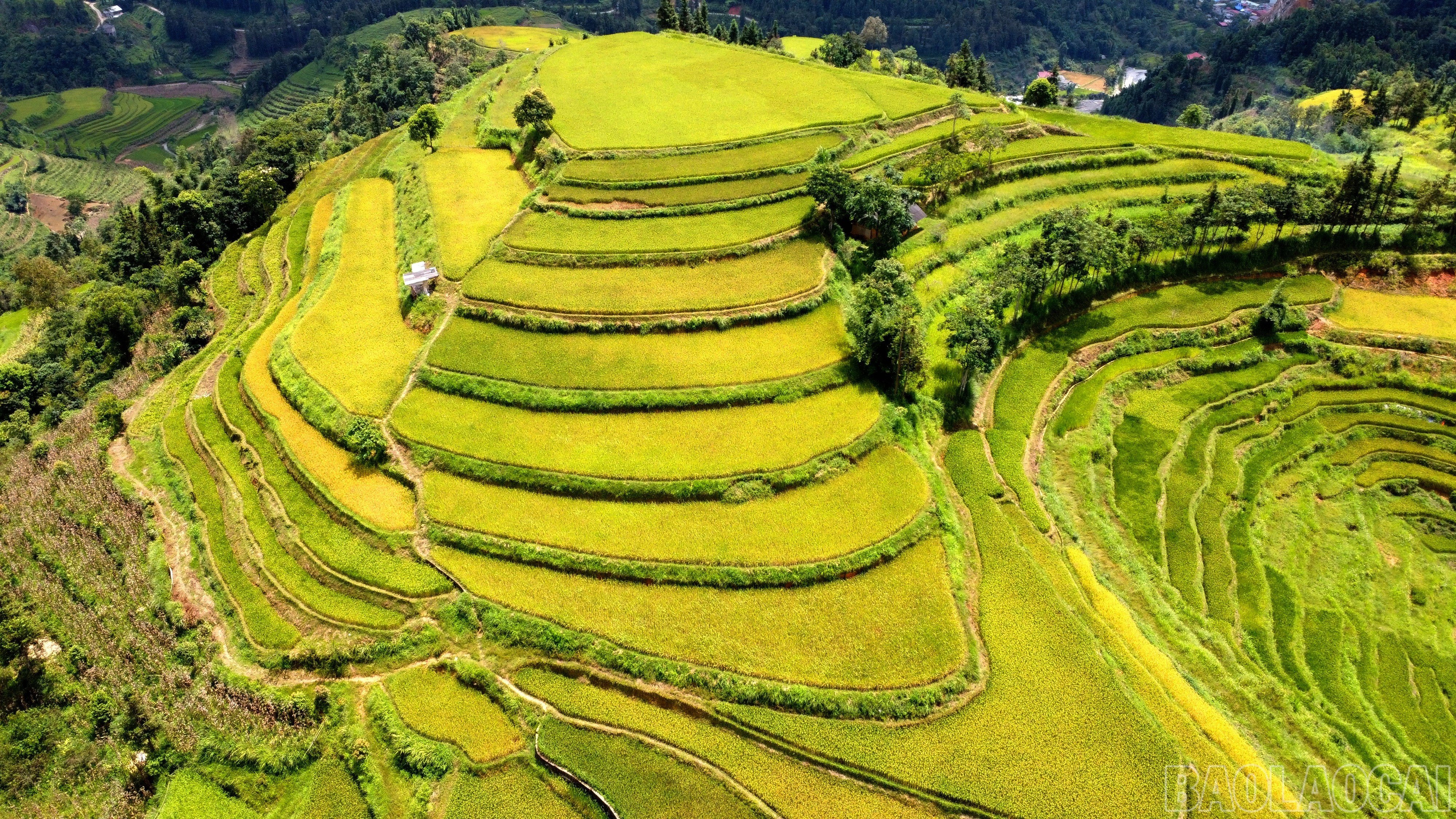 baolaocai-br_img-20250910-230737.jpg