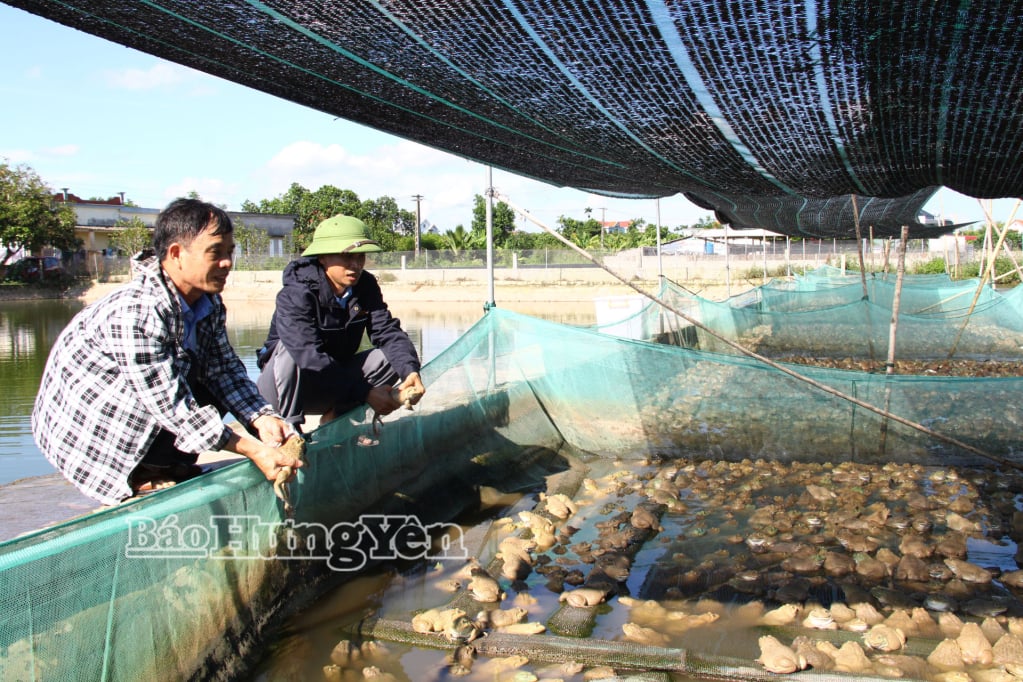 គំរូកសិដ្ឋានចិញ្ចឹមកង្កែបរបស់លោក Nguyen The Cong នៅភូមិ Tao Xa នាំមកនូវចំណូលរាប់រយលានដុងក្នុងមួយឆ្នាំ។