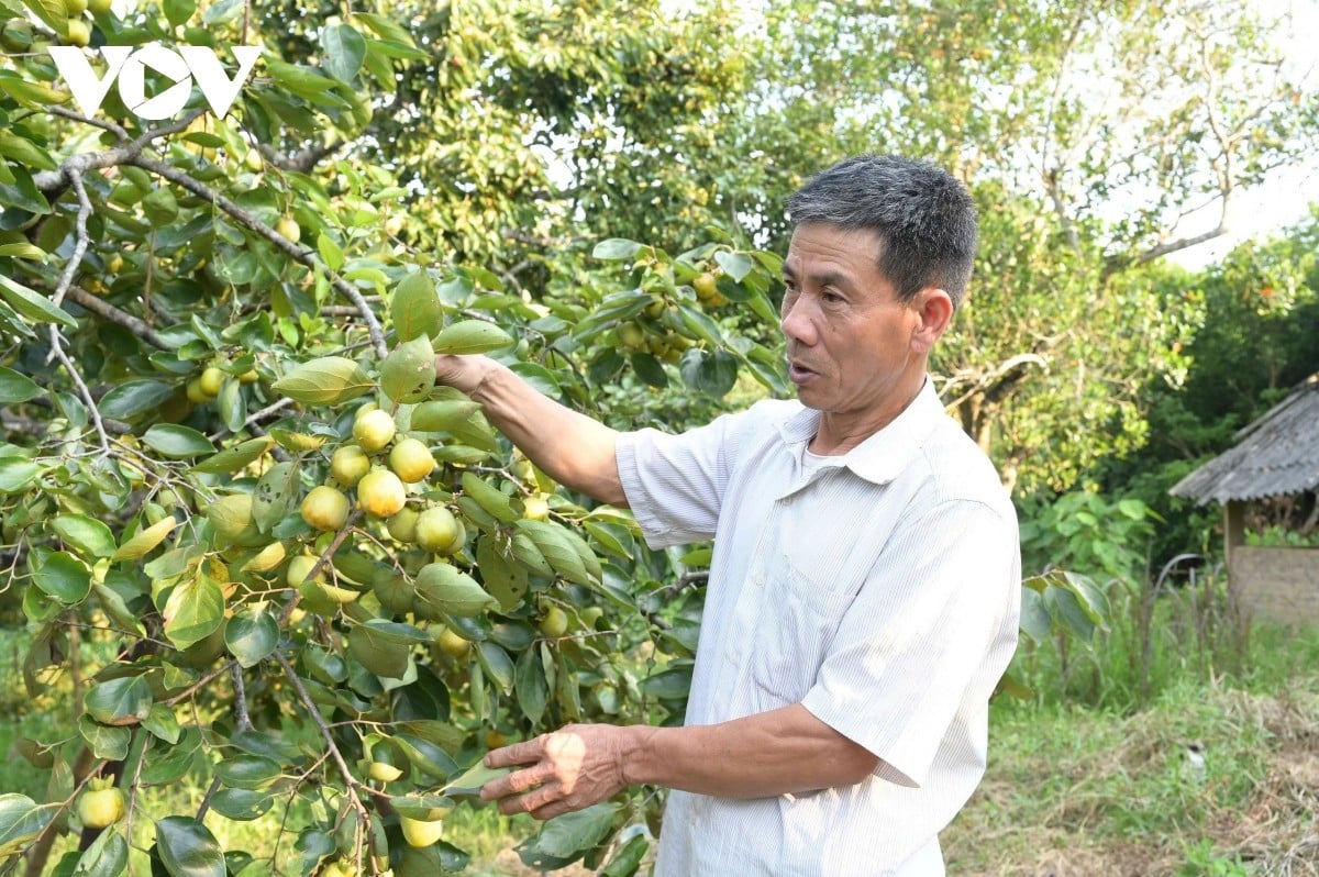 hong-ngam.jpg