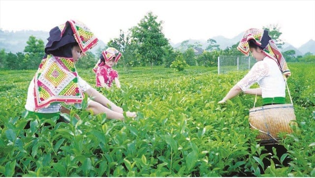 Nguồn vốn Dự án 3 thuộc Chương trình MTQG 1719 đang trợ lực kịp thời để Sơn La tạo đột phá phát triển sản xuất theo chuỗi giá trị trong lĩnh vực nông, lâm nghiệp.