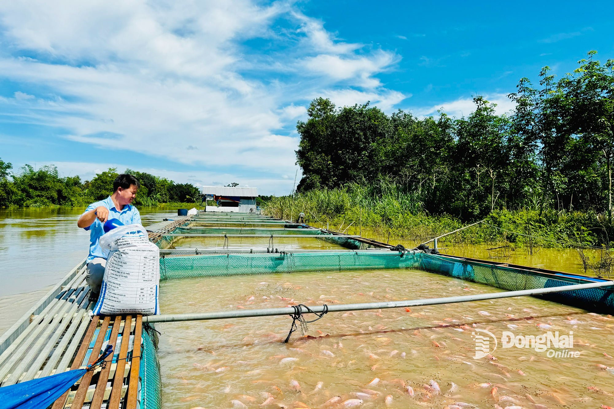 Giá các loại cá nước ngọt ổn định ở mức cao, người nuôi cá bè tại xã Phú Hòa yên tâm đầu tư vụ nuôi cung cấp cho thị trường cuối năm. Ảnh: B.Nguyên