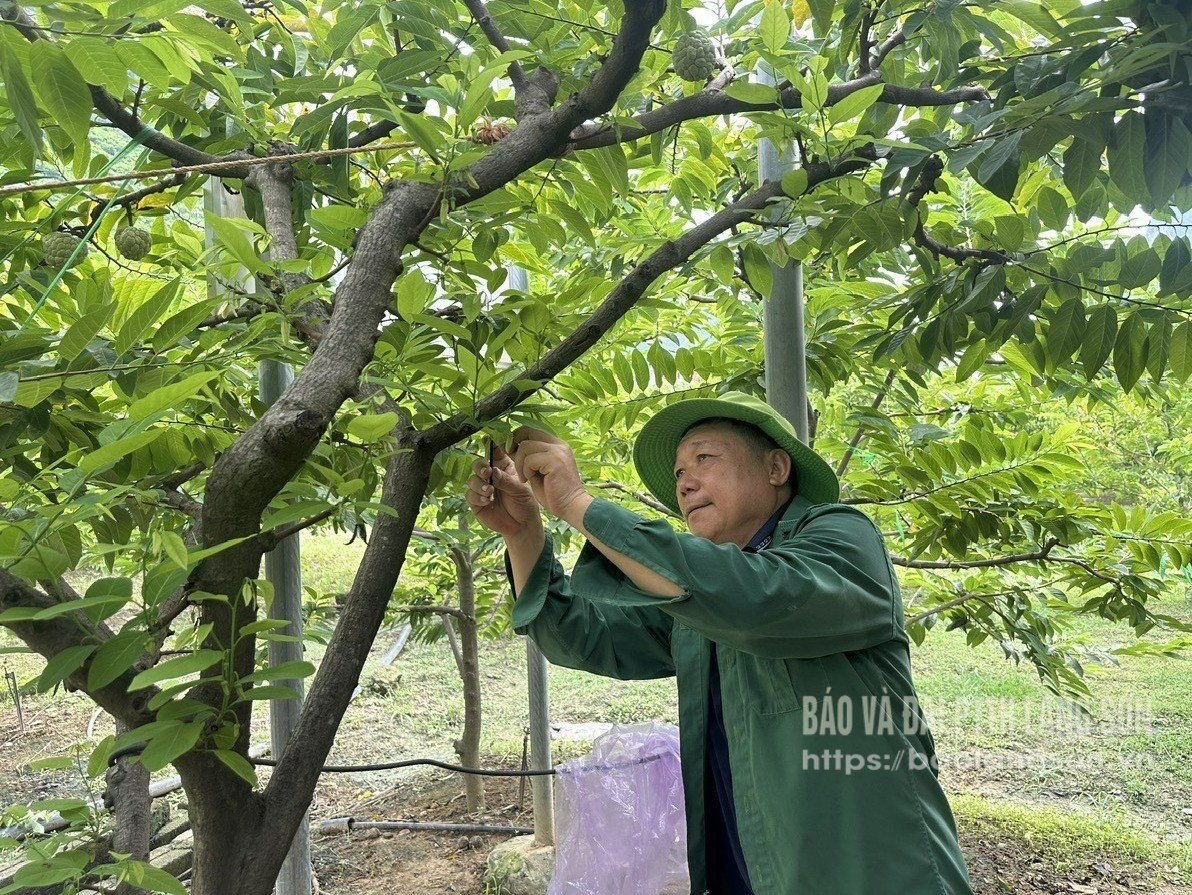 Nông dân xã Chi Lăng thực hiện kỹ thuật thụ phấn cho na