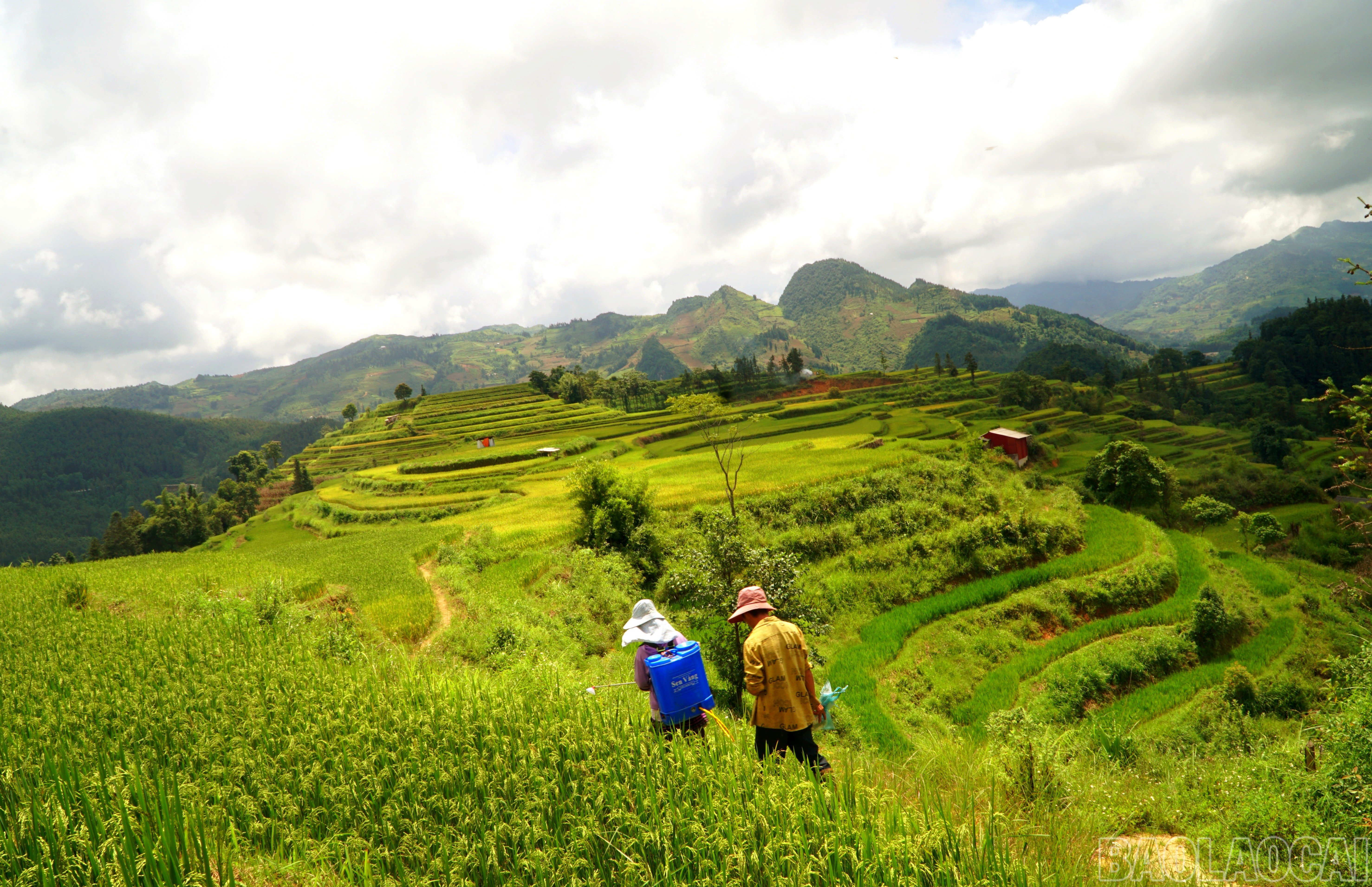 baolaocai-br_img-20250910-231520.jpg