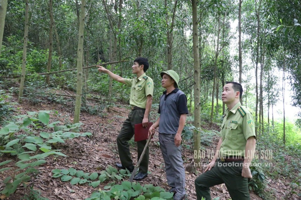 មន្ត្រី​អនុរក្ស​ព្រៃឈើ​នៃ​នាយកដ្ឋាន​រដ្ឋបាល​ព្រៃឈើ​តំបន់ Huu Lung ចុះ​ពិនិត្យ​ការ​អភិវឌ្ឍ​ព្រៃឈើ។