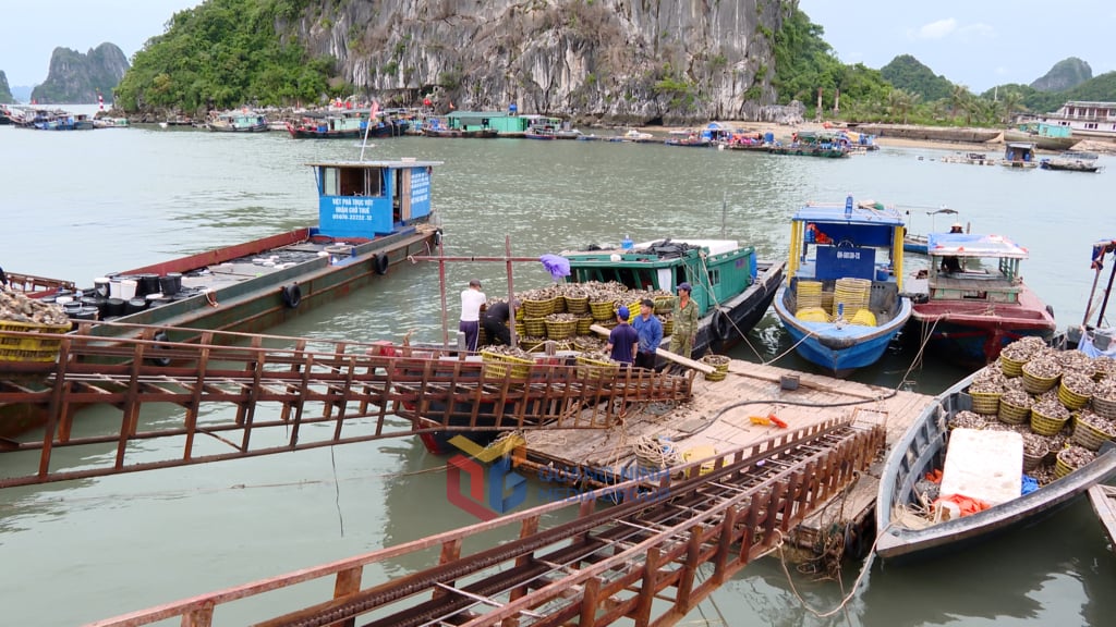 ទិន្នផល Mollusc ដែល​មិន​បាន​ផ្ទុក​តាម​ច្រក​នេសាទ Cai Rong ឡើង​ដល់ ៣០០ តោន​ក្នុង​មួយ​ថ្ងៃ។