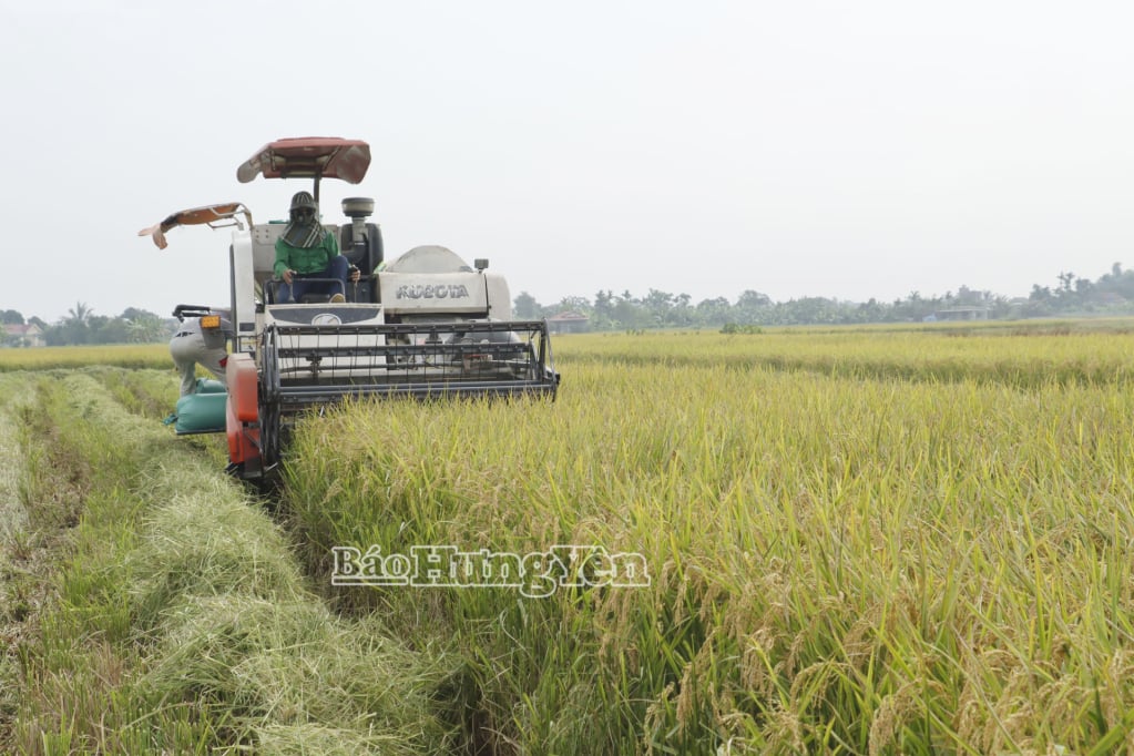 កសិករនៅឃុំ Bac Dong Hung អនុវត្តយន្តការយ៉ាងសកម្មក្នុងការផលិតស្រូវពាណិជ្ជកម្ម។