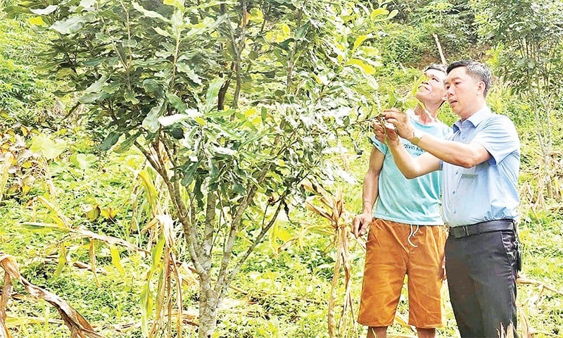 Předseda lidového výboru obce Sang Nhe Pham Ngoc Dien (vpravo) navštěvuje makadamovou zahradu obyvatel Pa O.