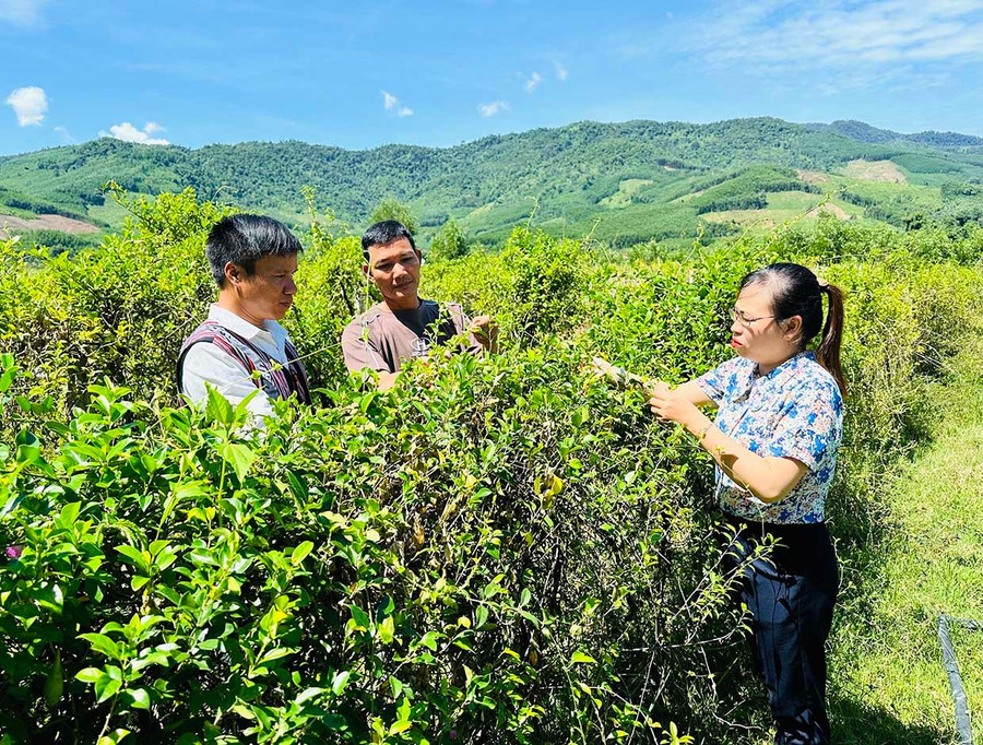 Ông Đinh Văn Hâm (ở giữa) giới thiệu với các đảng viên Chi bộ thôn 2 An Dũng về hiệu quả của Dự án liên kết trồng cây thìa canh mang lại. Ảnh: Duy Đăng