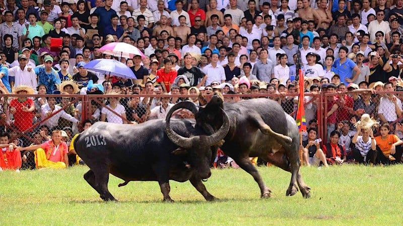 ពិធីបុណ្យប្រយុទ្ធនឹងក្របី Do Son ប្រពៃណីតែងតែទាក់ទាញចំណាប់អារម្មណ៍របស់អ្នកស្រុក និងភ្ញៀវទេសចរជាច្រើន។ (រូបថត៖ ឌឹក ង៉ៀ)