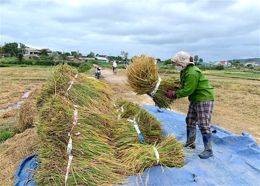 gia-lua-tuoi-trong-nuoc-hom-nay-13-9-giam-200-300-dongkg.jpg