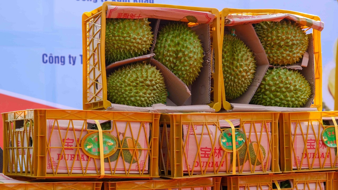 តម្លៃ​ទុរេន​ថ្ងៃ​នេះ ១៣ កញ្ញា៖ ស្ថិរភាព វីអាយភី ថៃ នាំមុខ​ទីផ្សារ