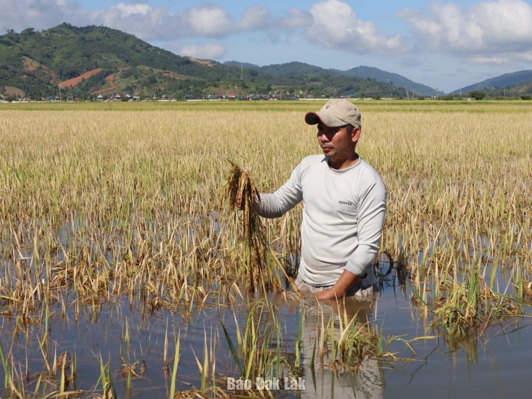 Ruộng lúa của gia đình ông Đàm Minh Phụng chuyển màu đen sì sau nhiều ngày ngâm trong nước lũ.