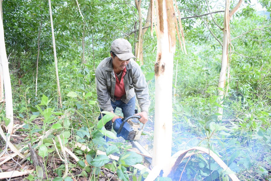 mot-so-xa-phia-tay-cua-tinh-xac-dinh-trong-rung-se-giup-nguoi-dan-co-nguon-thu-nhap-on-dinh-vuon-len-thoat-ngheo.jpg