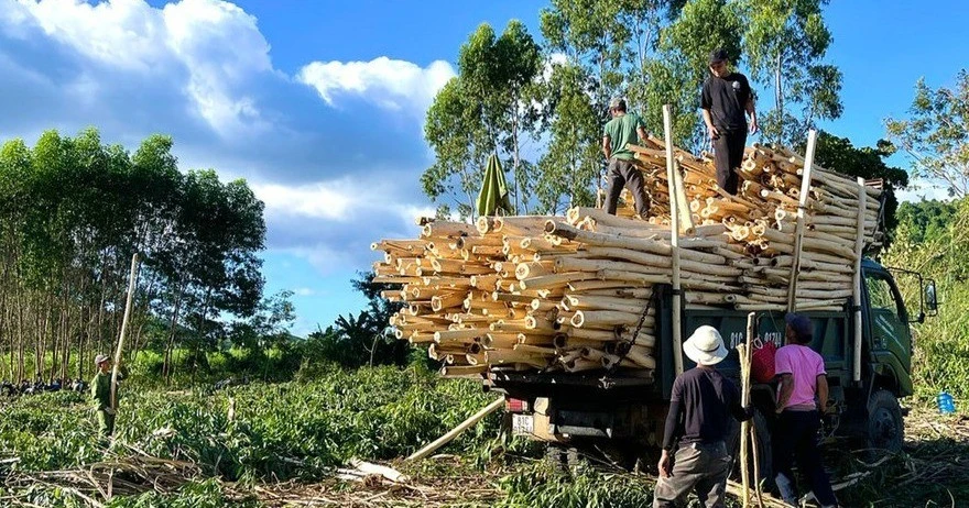 Phát huy lợi thế vùng nguyên liệu, đưa ngành chế biến gỗ bứt phá