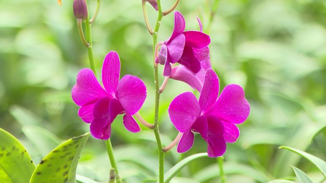 TP.HCM chính thức cho phép xây công trình phụ trợ trên đất nông nghiệp- Ảnh 2.