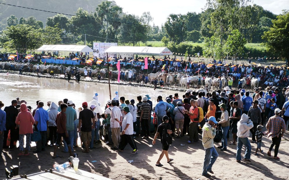 The 30th An Giang Television Cup Bay Nui Bull Racing Festival is about to take place - photo 1