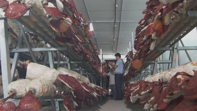 TP.HCM chính thức cho phép xây công trình phụ trợ trên đất nông nghiệp- Ảnh 4.
