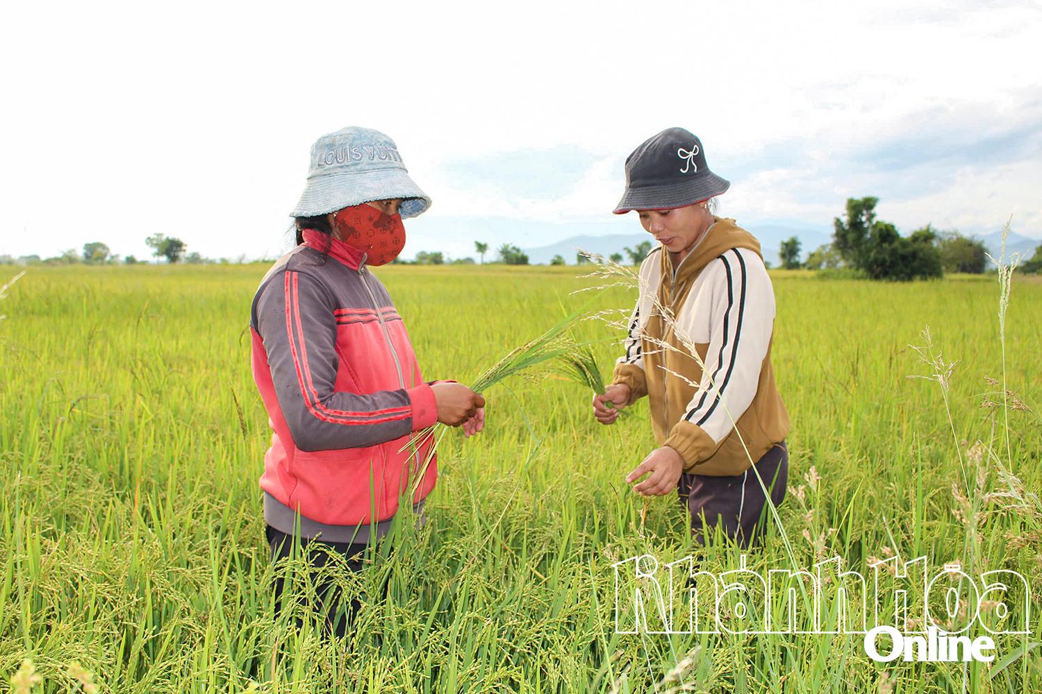 កសិករ​ឃុំ​បាក់​អៃ ចុះ​ពិនិត្យ​ស្រូវ​ដែល​ដាំ​តាម​ស្តង់ដារ OCOP ផ្កាយ​៣ របស់​ខេត្ត។
