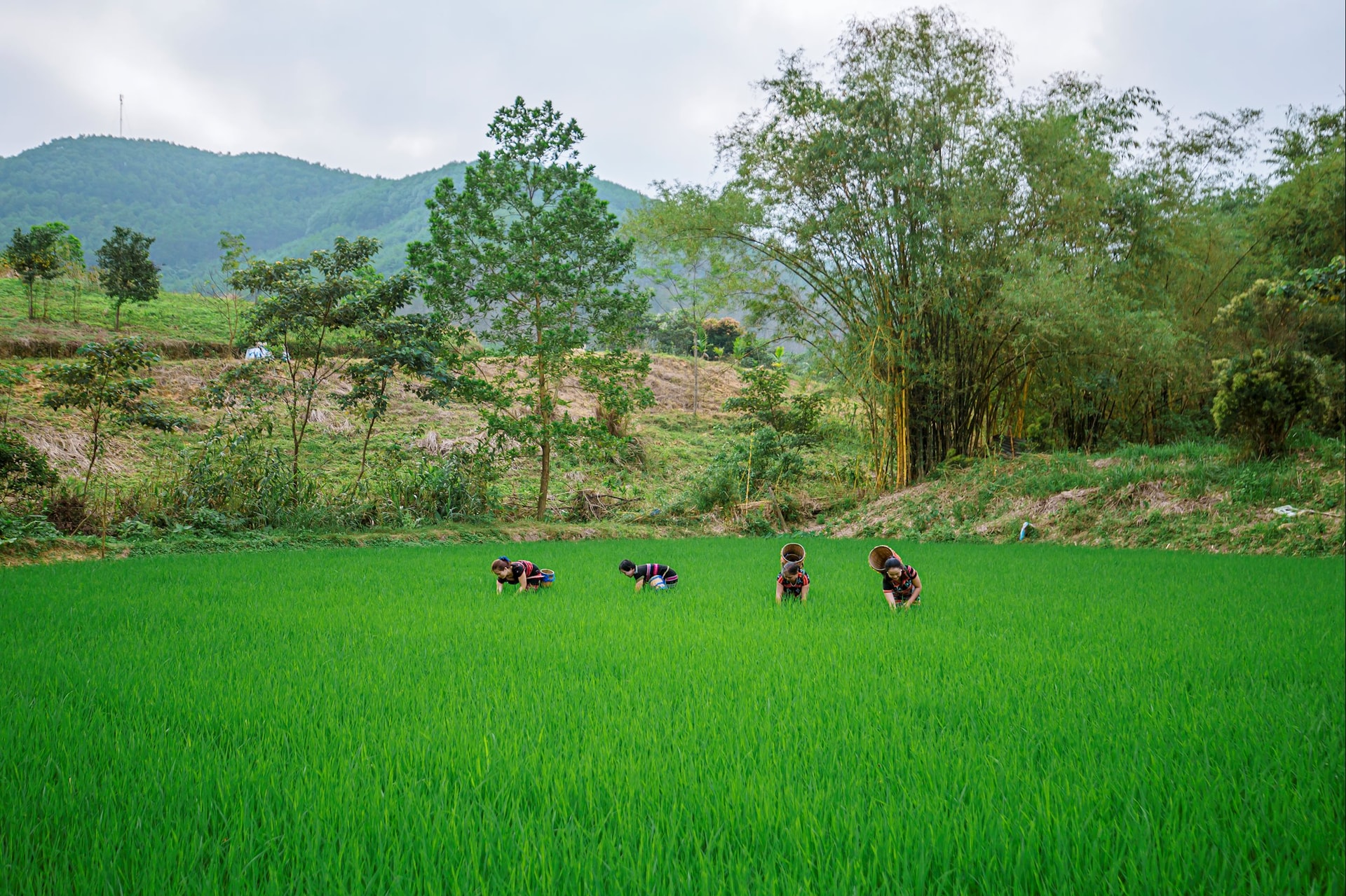 pahy_anh06.jpg