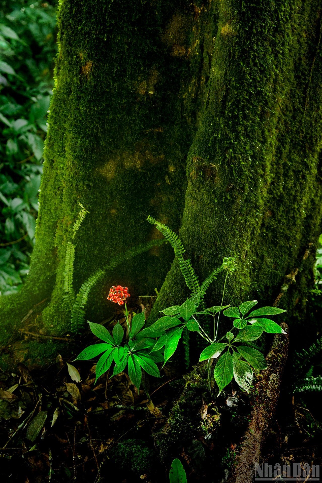 ndo_br_1-dag-5710.jpg