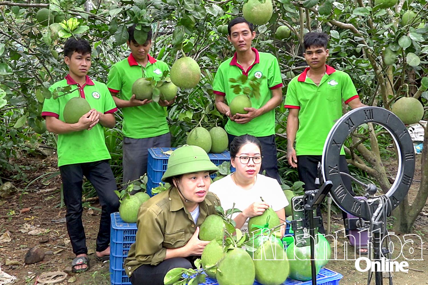 ការផ្សាយបន្តផ្ទាល់លក់ក្រូចថ្លុងពណ៌បៃតងនៅសួនក្រូចថ្លុងរបស់ក្រុមហ៊ុន Ngan Nguyen Fruit and Agricultural Products Import-Export Company Limited។