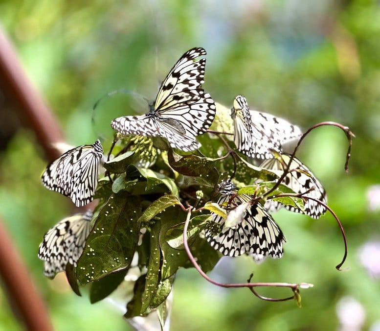 សួនមេអំបៅ Entopia នៅទីក្រុង Penang ដែលមានមេអំបៅចម្រុះពណ៌ជាង 15,000 ។ រូបថត៖ VGP