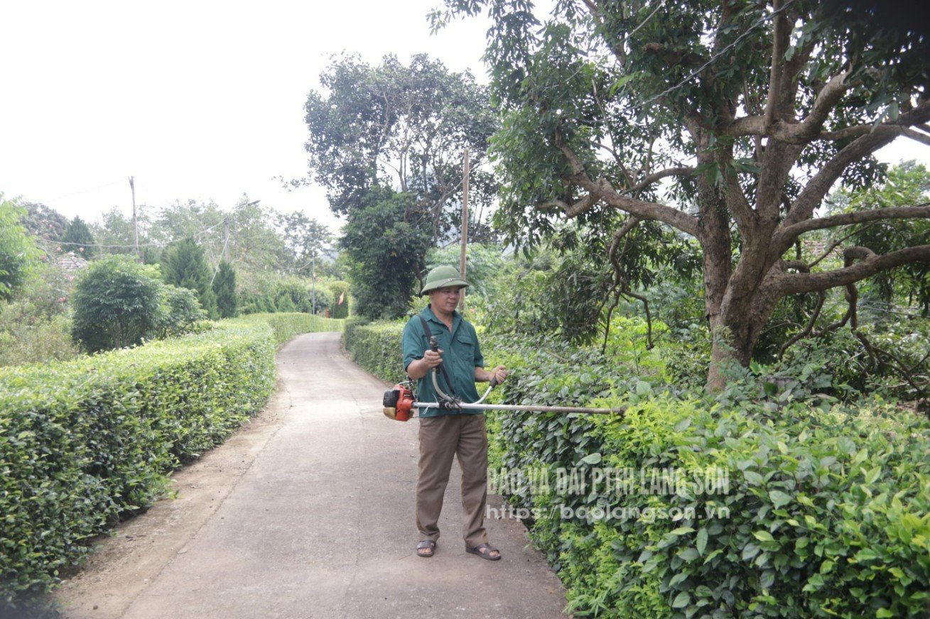 ប្រជាជនឃុំ Vu Le បោសសម្អាតរបងបៃតង ដើម្បីថែរក្សាទេសភាព និងបរិស្ថាន។