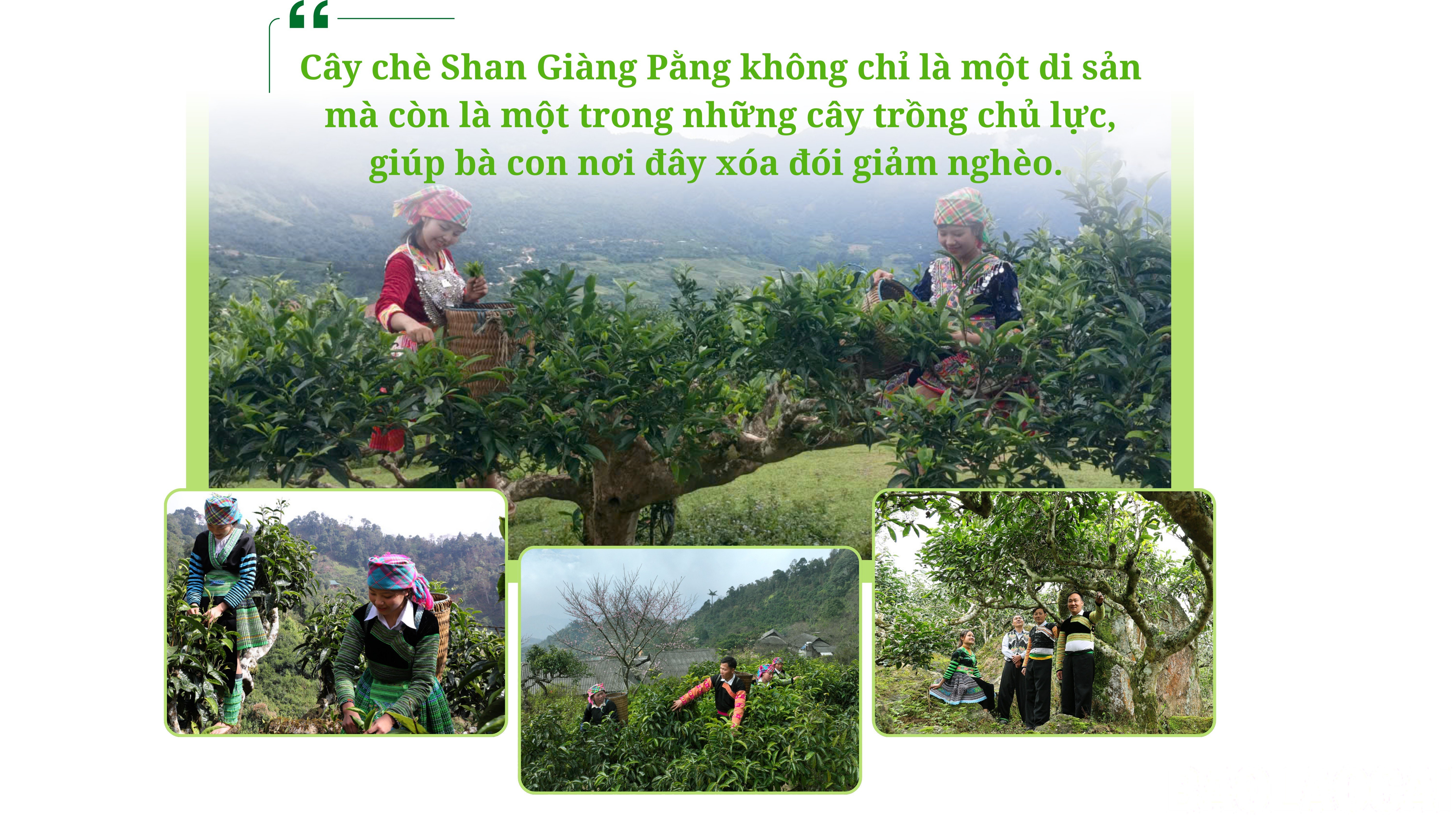baolaocai-br_green-gradient-agriculture-report-presentation-2.png