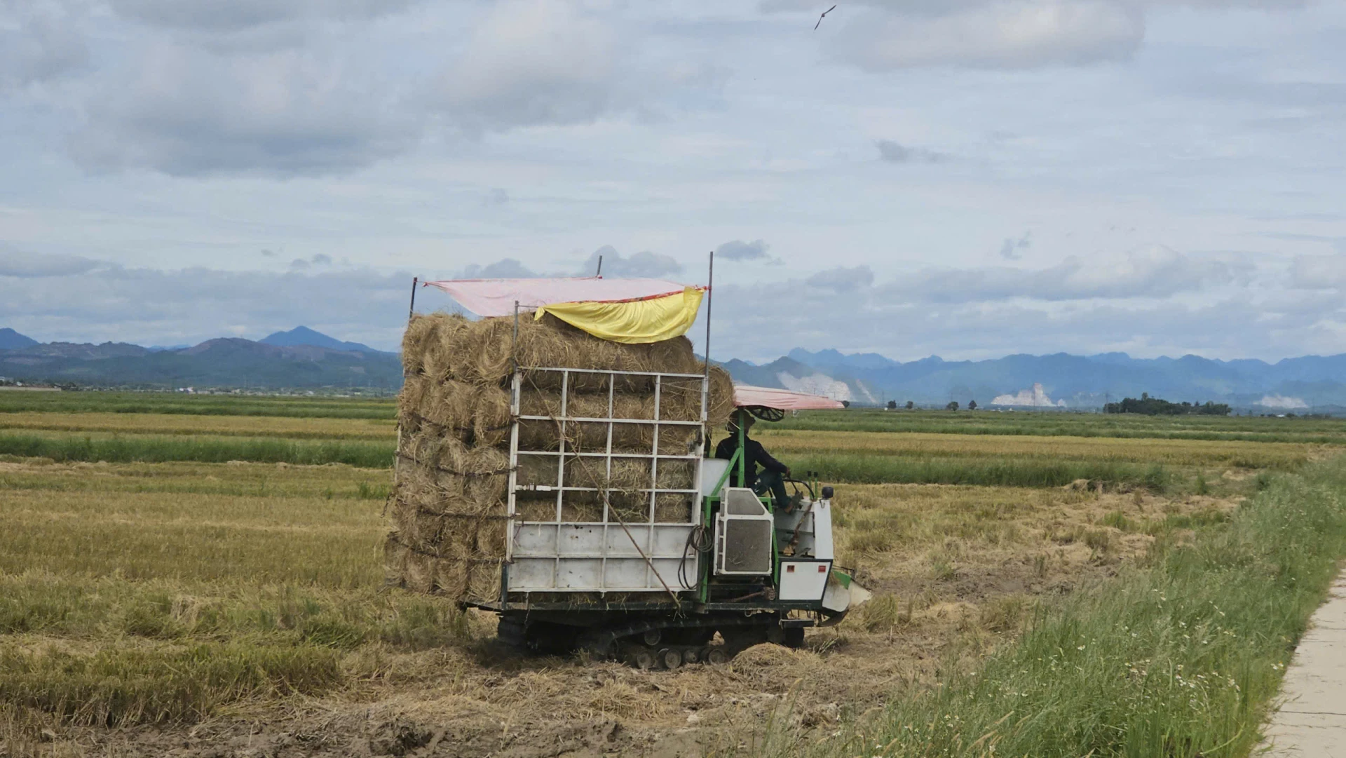 Farmers in Le Thuy commune have extra income from selling straw - Photo: N.H