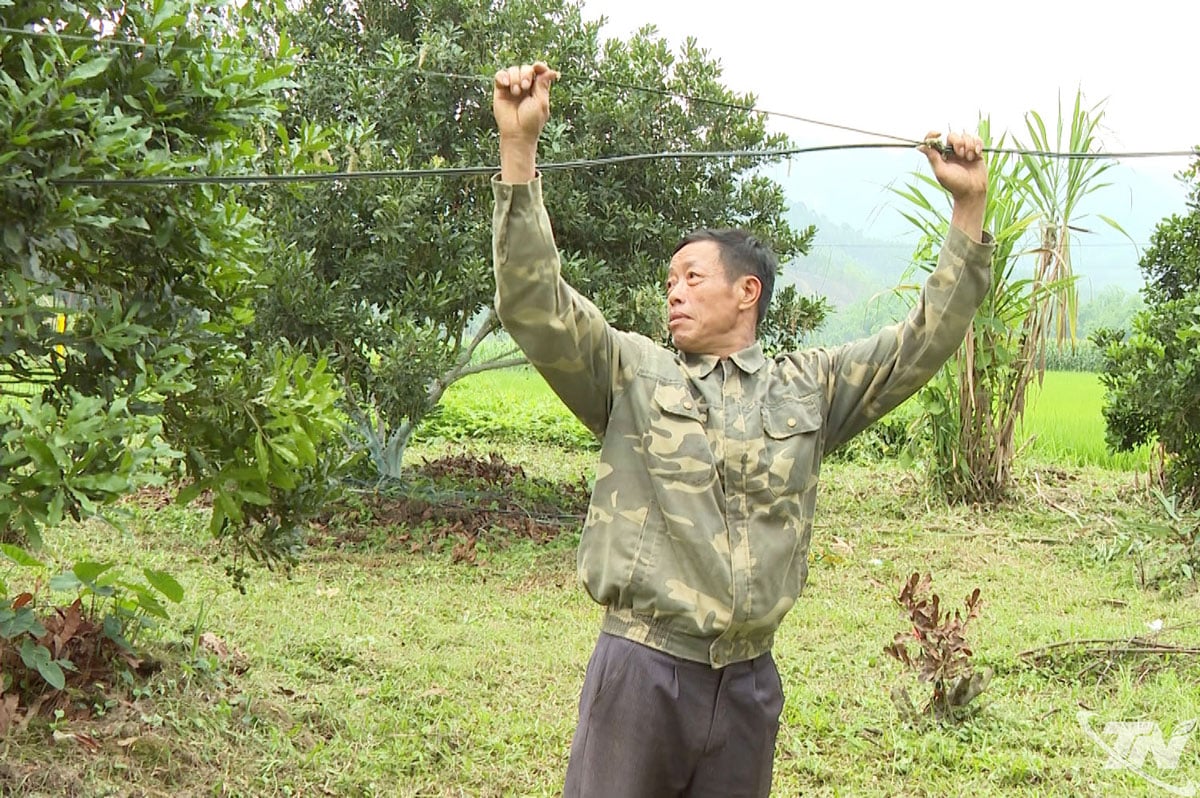 Pan Hoang Van Quoc z obce Thanh Thinh chová a vypouští lesní mravence, čímž je proměňuje v „přírodní armádu“, která pomáhá chránit makadamovou zahradu před škůdci.