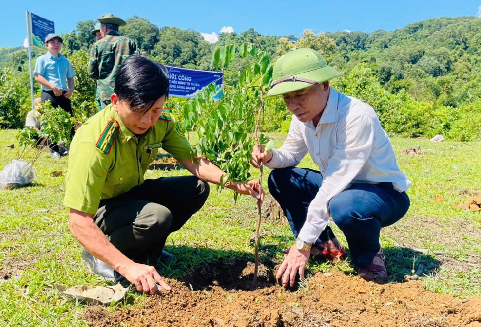 ថ្នាក់ដឹកនាំឃុំ Tuyen Lam និងមន្ត្រីអនុរក្សព្រៃឈើដាំដើមកំណើត - រូបថត៖ X.V