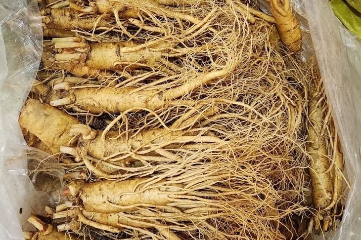 Sử dụng đúng cách, nhân sâm có thể hỗ trợ điều trị, kiểm soát tiểu đường - Ảnh 1.