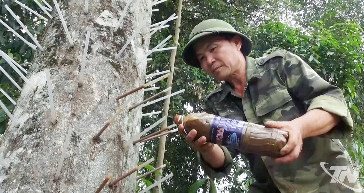 Pan Trieu Ung Lai z obce Yen Phong používá biologické produkty k vytvoření příznivého prostředí pro stromy a tvorbu agarového dřeva.