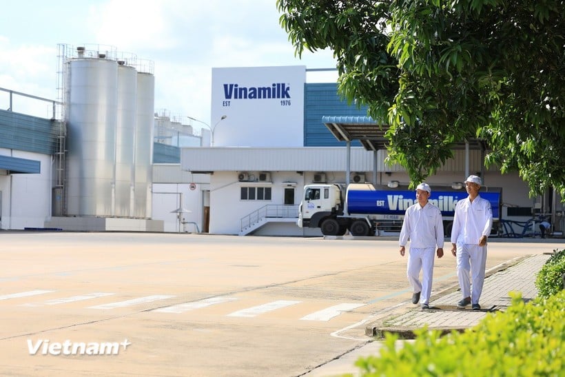 Vinamilk គឺជាក្រុមហ៊ុនទឹកដោះគោដំបូងគេដែលកាន់កាប់ទាំងកសិដ្ឋាន និងរោងចក្រដែលមានកាបូនអព្យាក្រឹត យោងតាមស្តង់ដារ PAS 2060:2014 ។ (រូបថត៖ Minh Anh/Vietnam+)