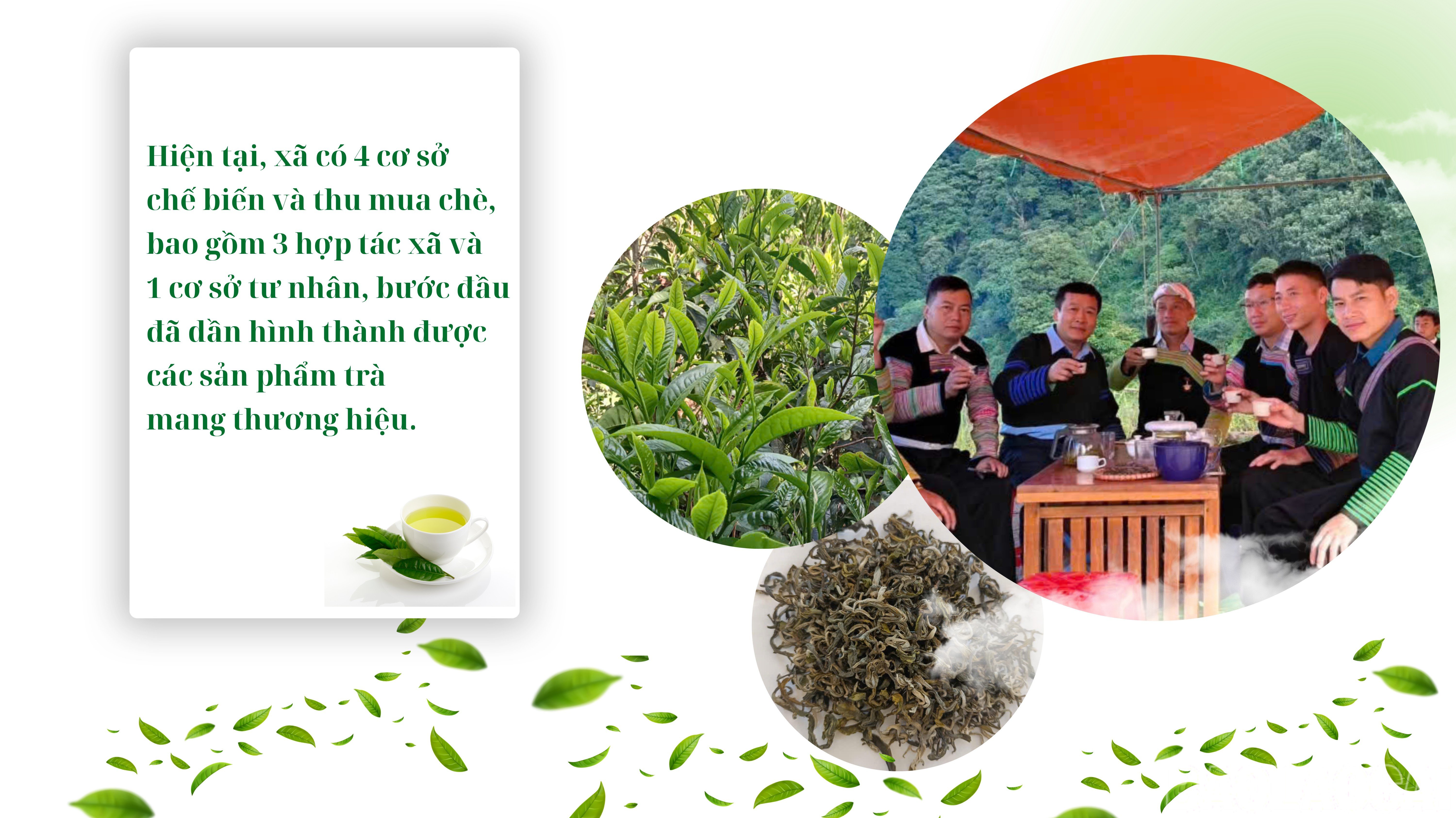 baolaocai-br_5.png
