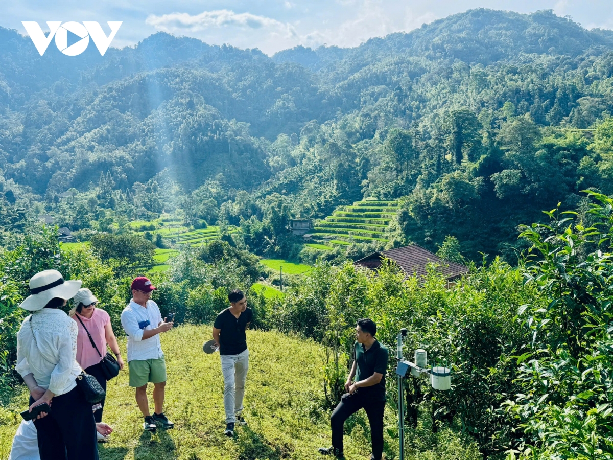 Bay dù lượn ngắm ruộng bậc thang mùa lúa chín tại Thông Nguyên, Tuyên Quang  - Ảnh 1.