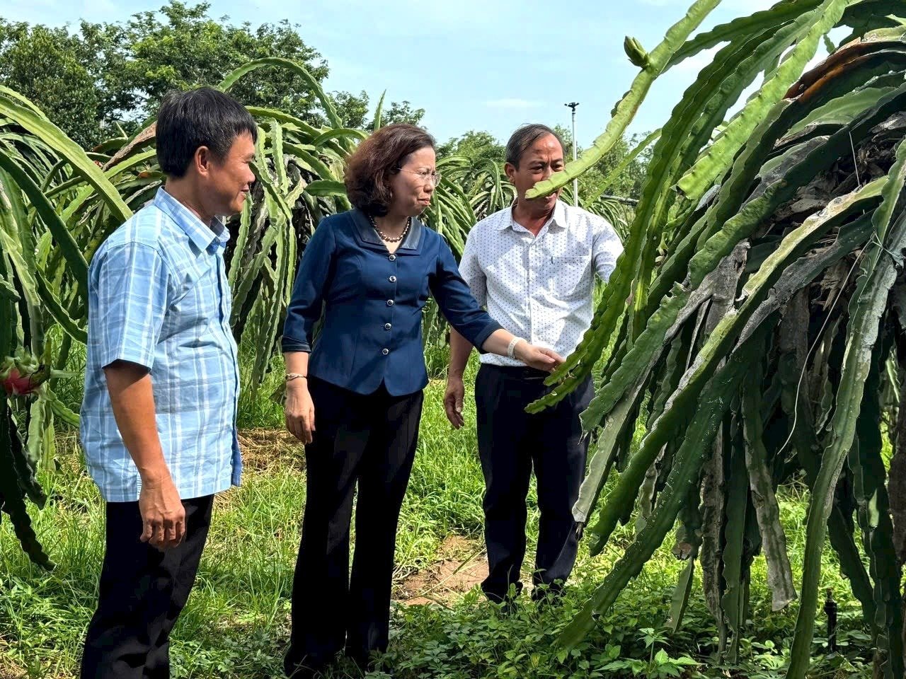 Ziel ist es, dass bis Ende 2025 in der gesamten Provinz Lam Dong 11.000 Hektar Drachenfruchtanbau standardisiert werden, um den VietGAP-Standards zu entsprechen (2).