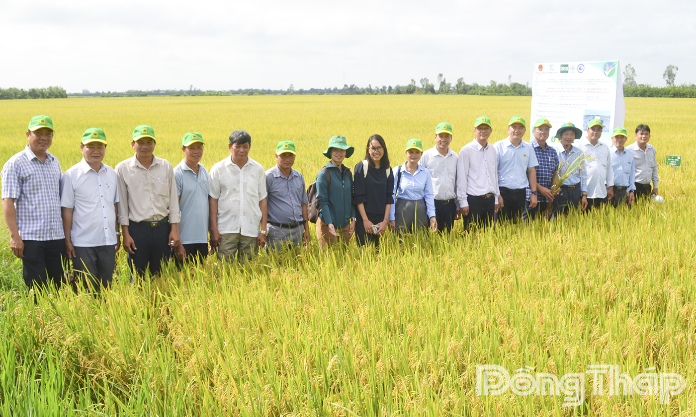 Dong Thap-economic-efficiency-from-the-model-of-high-quality-rice-farming-and-development-thap.jpg