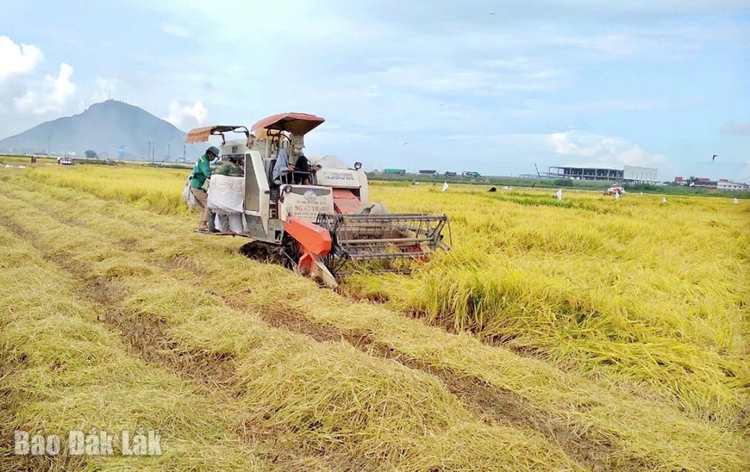 Các diện tích chủ yếu được gặt bằng máy gặt đập liên hợp.