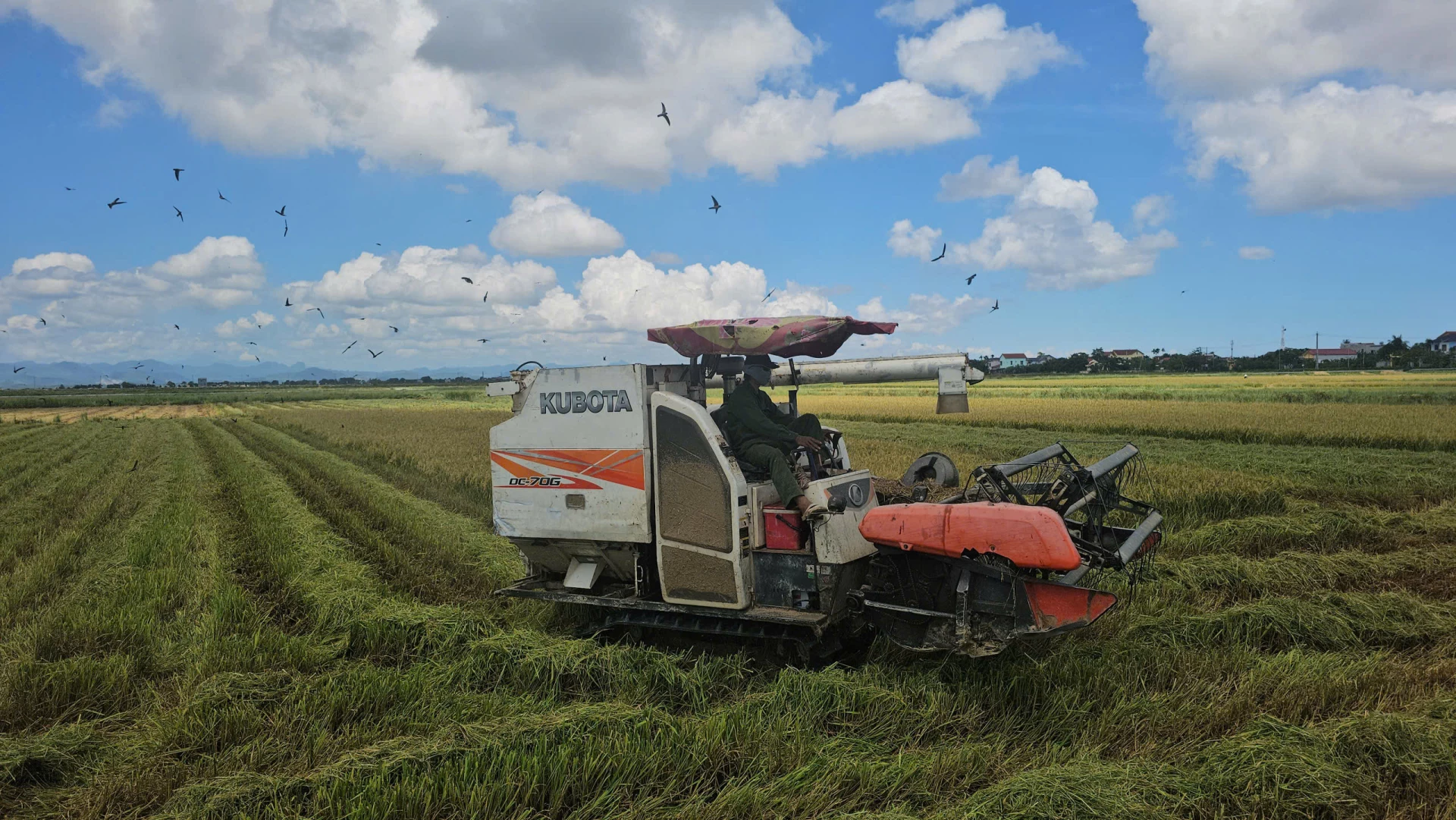 Farmers in Le Thuy commune harvest summer-autumn rice - Photo: N.H