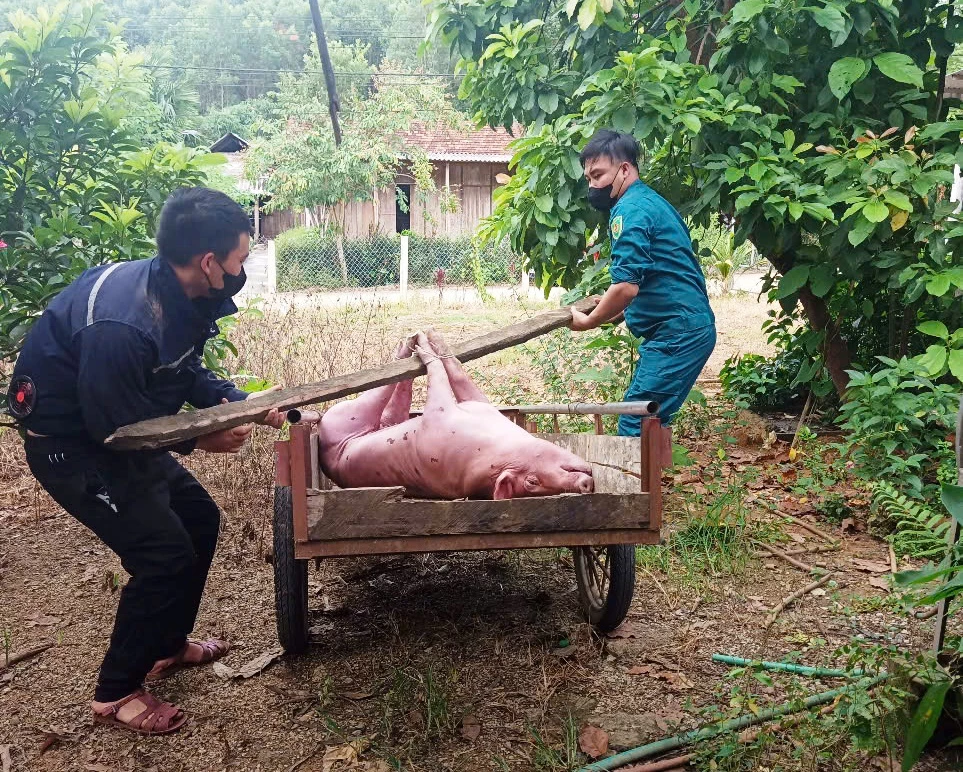 Hiện dịch tả lợn châu Phi đang diễn biến phức tạp, nguy cơ tái phát và lây lan trong thời gian tới vẫn rất cao nên người dân không nên chủ quan- Ảnh: T.H

 