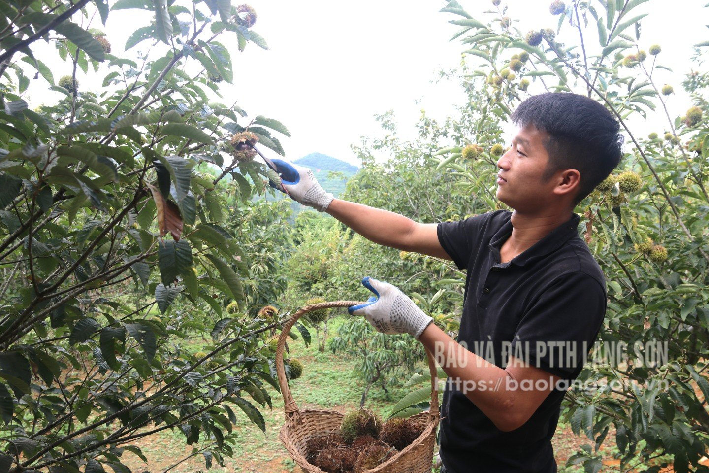 Người dân khối Quảng Liên 2, phường Lương Văn Tri thu hoạch hạt dẻ